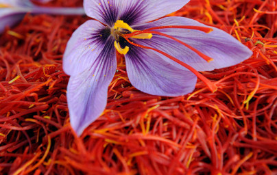 Žafran (Crocus sativus) Žafran (Crocus sativus)