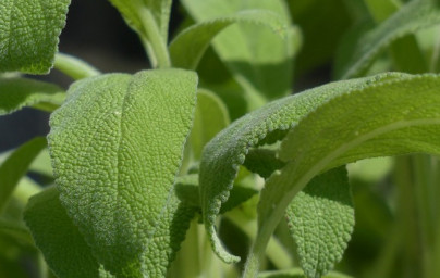 Žajbelj (Salvia officinalis) Žajbelj (Salvia officinalis)