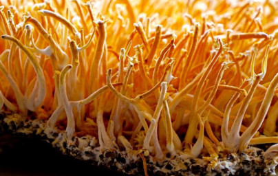 Cordyceps CS-4 Cordyceps CS-4