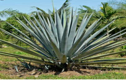 Agáva (Agave) Agáva (Agave)