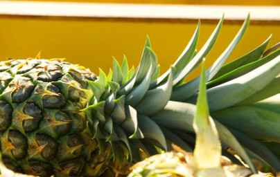 Ananás (Ananas comosus) Ananás (Ananas comosus)