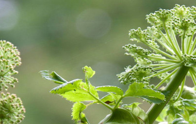 Angelika (Angelica archangelica) Angelika (Angelica archangelica)