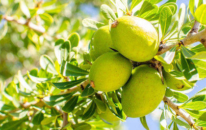 Argan (Argania Spinosa) Argan (Argania Spinosa)