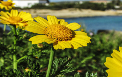 Arnika (Arnica montana) Arnika (Arnica montana)