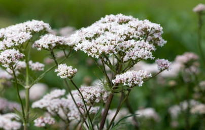 Valeriána (Valeriana officinalis) Valeriána (Valeriana officinalis)