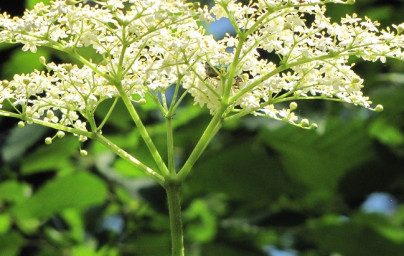 Baza (Sambucus) Baza (Sambucus)