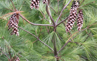 Borovica (Pinus) Borovica (Pinus)