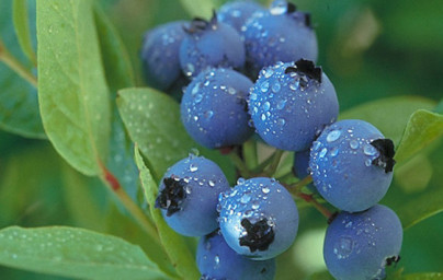 Čučoriedky (Vaccinium myrtillus) Čučoriedky (Vaccinium myrtillus)