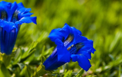 Horec (Gentiana lutea) Horec (Gentiana lutea)