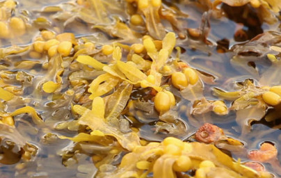 Fucus riasa Fucus riasa