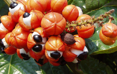 Guarana (Paullinia cupana) Guarana (Paullinia cupana)