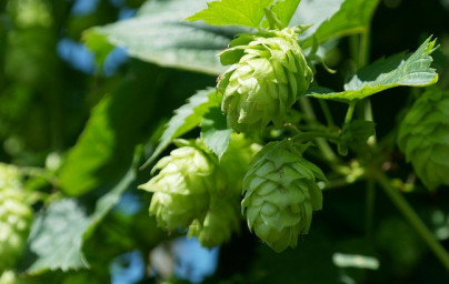 Chmeľ (Humulus lupulus) Chmeľ (Humulus lupulus)