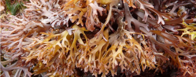 Írsky mach - Chondrus crispus