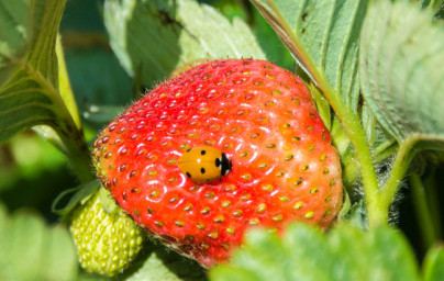 Jahody (Fragaria vesca) Jahody (Fragaria vesca)