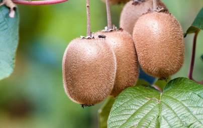 Kiwi (Actinidia deliciosa) Kiwi (Actinidia deliciosa)