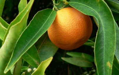 Klementínka (Citrus x clementina) Klementínka (Citrus x clementina)