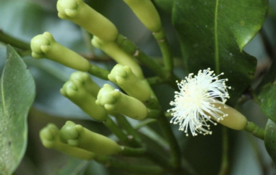 Klinčeky (Syzygium aromaticum) Klinčeky (Syzygium aromaticum)