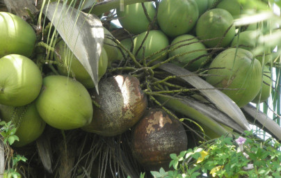 Kokos (Cocos nucifera) Kokos (Cocos nucifera)