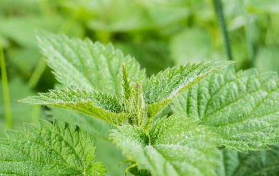 Žihľava (Urtica dioica) Žihľava (Urtica dioica)