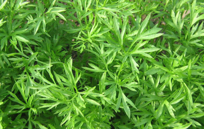 Koriander (Coriandrum sativum) Koriander (Coriandrum sativum)