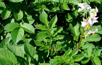 Zemiak (Solanum tuberosum) Zemiak (Solanum tuberosum)