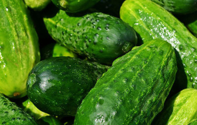 Uhorka (Cucumis sativus) Uhorka (Cucumis sativus)
