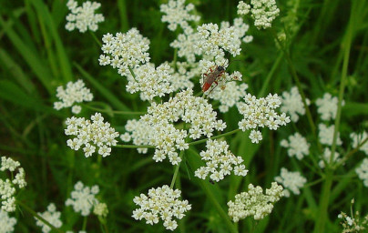 Rasca (Carum carvi) Rasca (Carum carvi)