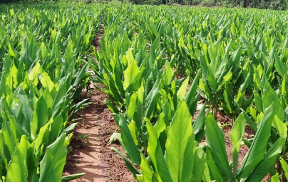 Kurkuma (Curcuma longa) Kurkuma (Curcuma longa)