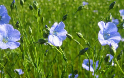 Ľan (Linum usitatissimum) Ľan (Linum usitatissimum)