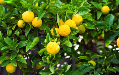 Citrón (Citrus × limon) Citrón (Citrus × limon)