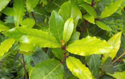 Vavrín (Laurus nobilis) Vavrín (Laurus nobilis)