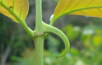 Mačací pazúr (Uncaria tomentosa) Mačací pazúr (Uncaria tomentosa)