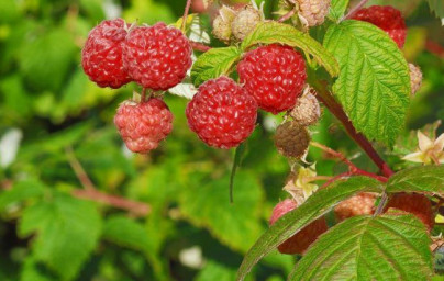 Maliny (Rubus idaeus) Maliny (Rubus idaeus)