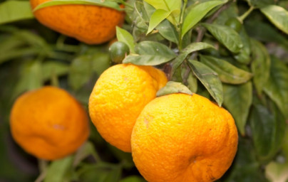 Mandarínka (Citrus reticulata) Mandarínka (Citrus reticulata)