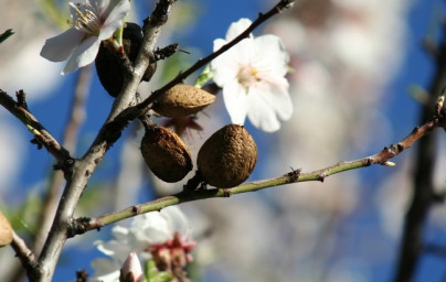 Mandle (Prunus dulcis)