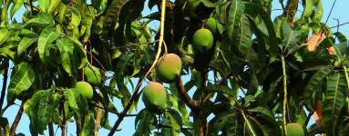 Mango (Mangifera indica)
