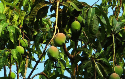 Mango (Mangifera indica) Mango (Mangifera indica)