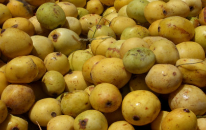 Marula (Sclerocarya birrea) Marula (Sclerocarya birrea)
