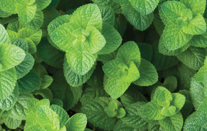 Mäta (Mentha spicata) Mäta (Mentha spicata)
