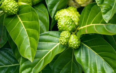 Noni (Morinda citrifolia) Noni (Morinda citrifolia)