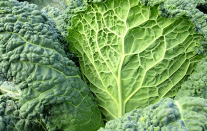 Kel (Brassica oleracea var. sabauda) Kel (Brassica oleracea var. sabauda)