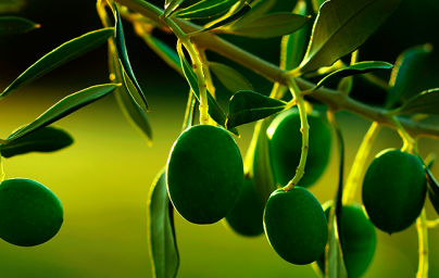 Oliva (Olea europaea) Oliva (Olea europaea)