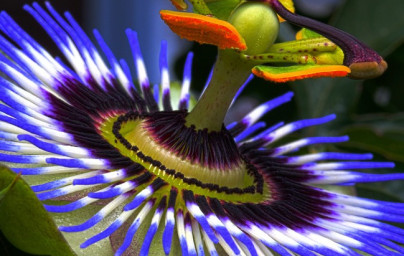 Mučenkový olej (Passiflora incarnata)