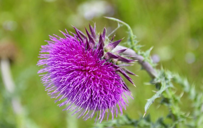Olej z pestreca mariánskeho (Silybum marianum)