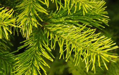 Olej jedle sibírskej (Abies sibirica)