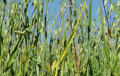 Ovos (Avena sativa)
