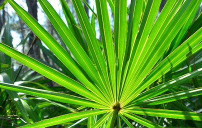 Serenoa (Serenoa repens) Serenoa (Serenoa repens)
