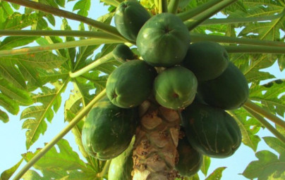 Papája (Carica papaya) Papája (Carica papaya)