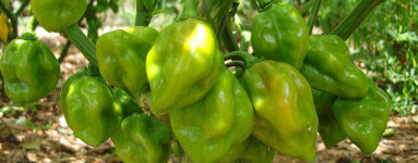 Paprika (Capsicum annuum)