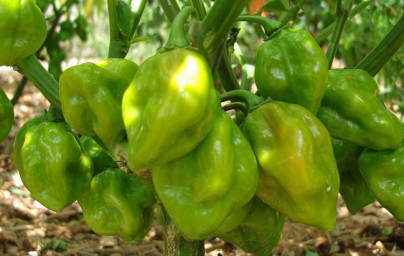 Paprika (Capsicum annuum) Paprika (Capsicum annuum)